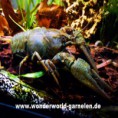 1 Paar Edelkrebse-Astacus a. DNZ